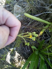 Senecio rosmarinifolius