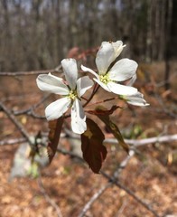 Amelanchier laevis