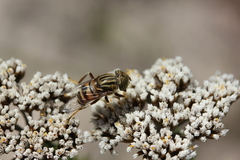 Eristalodes
