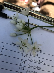 Allium neapolitanum