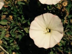 Calystegia subacaulis