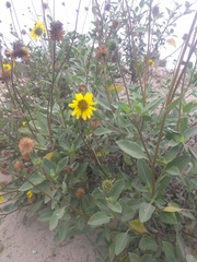 Helianthus niveus