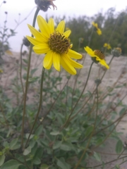 Helianthus niveus