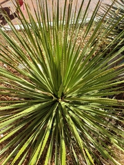 Dasylirion acrotrichum