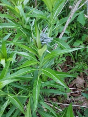Amsonia tabernaemontana