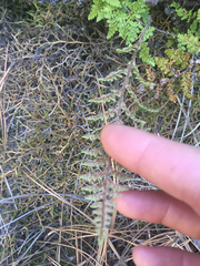 Myriopteris fendleri