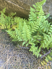 Myriopteris fendleri