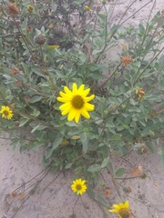 Helianthus niveus
