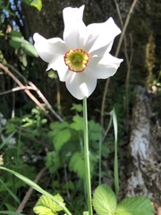 Narcissus poeticus