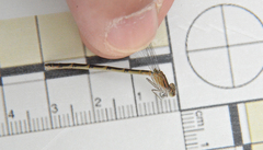 Enallagma carunculatum