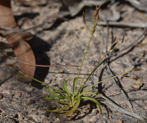 Fimbristylis fimbristyloides iNat (1)