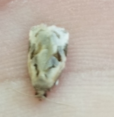 Archips grisea