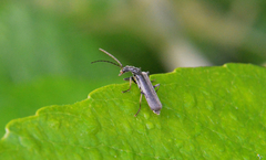 Dichelotarsus piniphilus