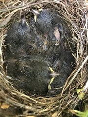 Junco