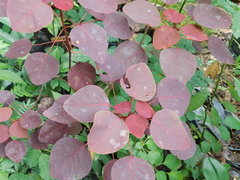 Euphorbia cotinifolia