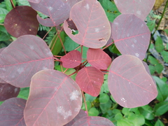 Euphorbia cotinifolia
