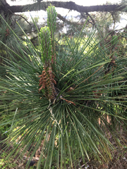 Pinus thunbergii