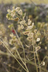 Biscutella auriculata, photograph (c) Tim Johnson, some rights reserved (CC BY)