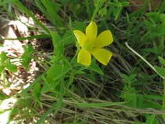Oxalis