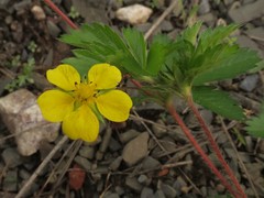 Potentilla simplex