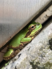 Hyla japonica
