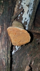 Pyrofomes juniperinus