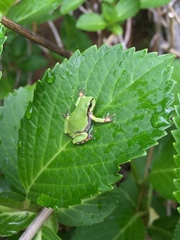 Hyla japonica
