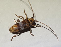 Goes variegatus