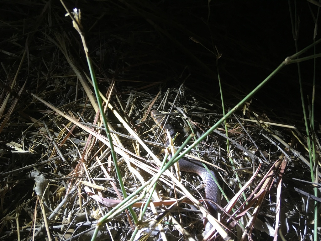 Western Carpentaria Snake