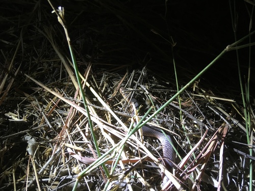 Western Carpentaria Snake