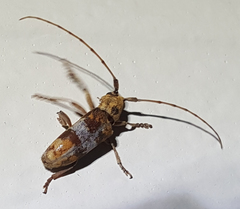 Goes variegatus
