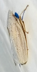 Prairiana