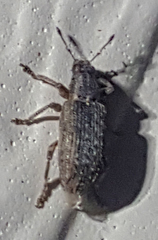Sitona californius
