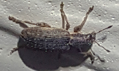 Sitona californius