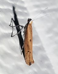 Ypsolopha ochrella