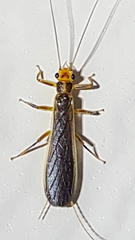 Perlesta