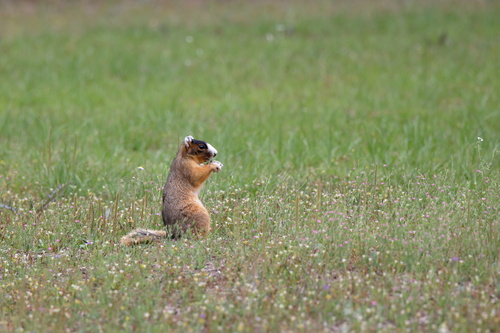 Eastern Fox Squirrel photographed in Mississippi
