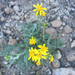 Fendler's Ragwort - Photo (c) megswan, some rights reserved (CC BY-NC)