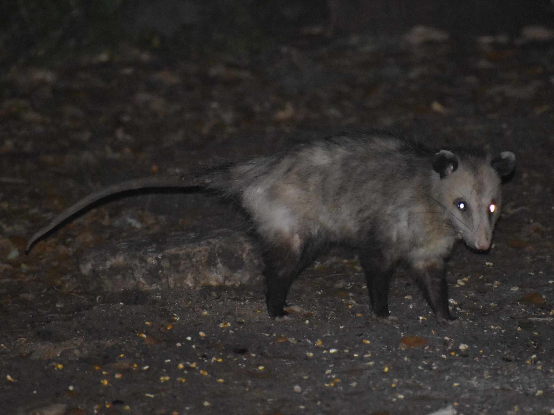 Didelphis virginiana<br>27 April, 2024