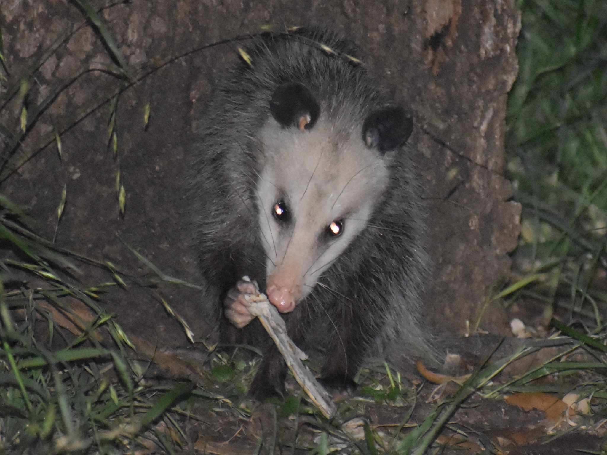 Didelphis virginiana<br>27 April, 2024