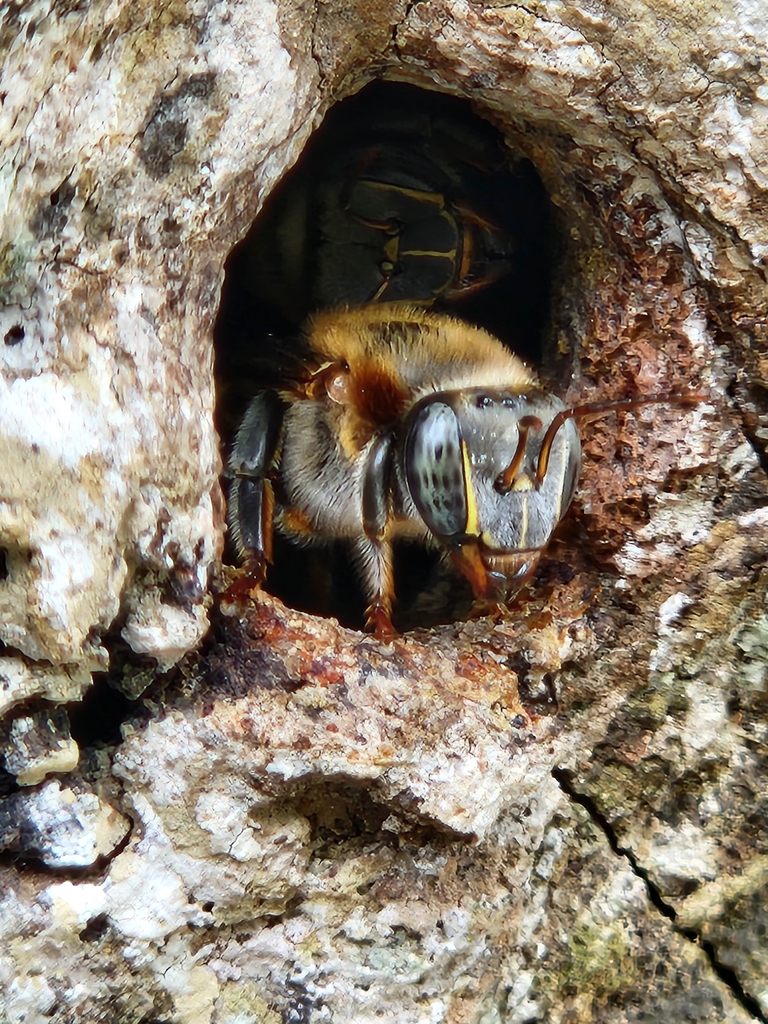 Melipona triplaridis
