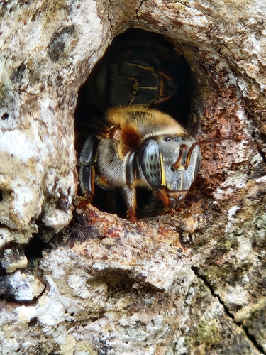 Melipona triplaridis