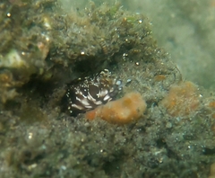Reef-Sand Blenny photo 4