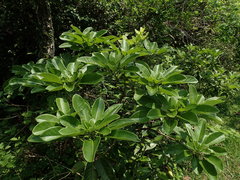 Daphniphyllum calycinum