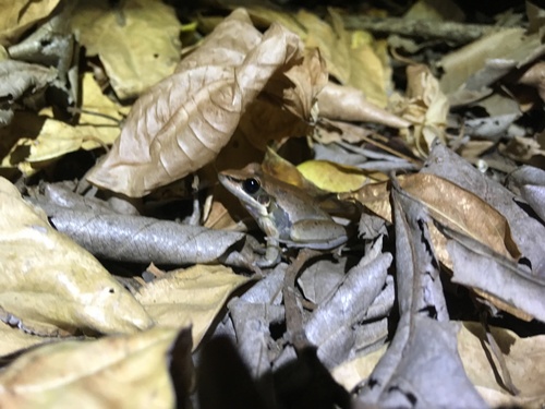 Watjulum Frog, Litoria watjulumensis