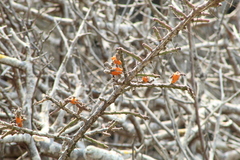 Pereskiopsis kellermanii