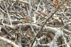 Pereskiopsis kellermanii