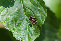 Orsilochides stictica