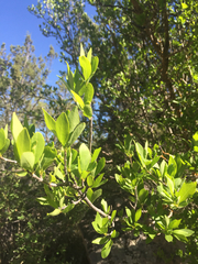 Forestiera pubescens pubescens