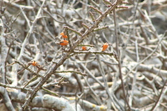 Pereskiopsis kellermanii